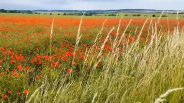 Haşhaş rüzgarda hareket