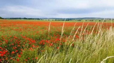 Haşhaş rüzgarda hareket
