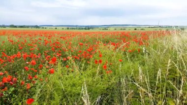 Haşhaş rüzgarda hareket