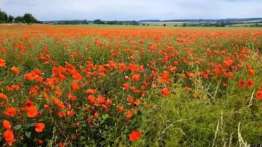 Haşhaş rüzgarda hareket