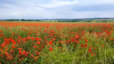 Haşhaş rüzgarda hareket