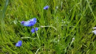 Cornflower Alan waveat rüzgar