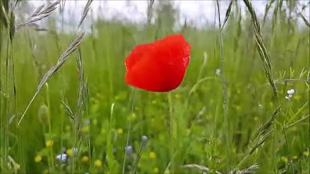 Poppies Pohybují Větru — Stock video