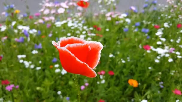 Poppies Flytta Vinden — Stockvideo