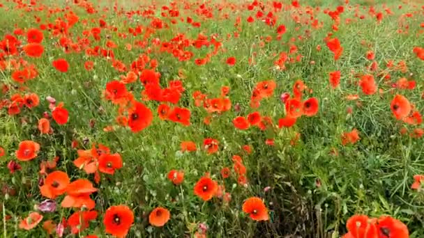 Mohn Bewegt Sich Wind — Stockvideo