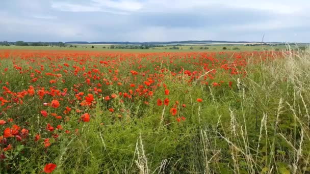 Poppies Pohybují Větru — Stock video