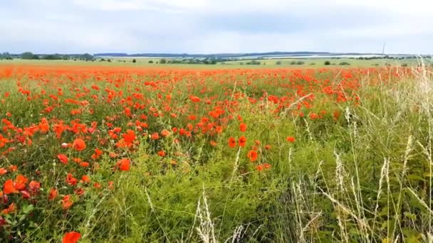 Poppies Move Wind — Stock Video