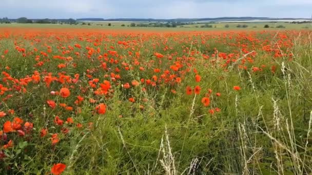 Poppies Pohybují Větru — Stock video