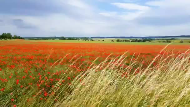 Poppies Pohybují Větru — Stock video