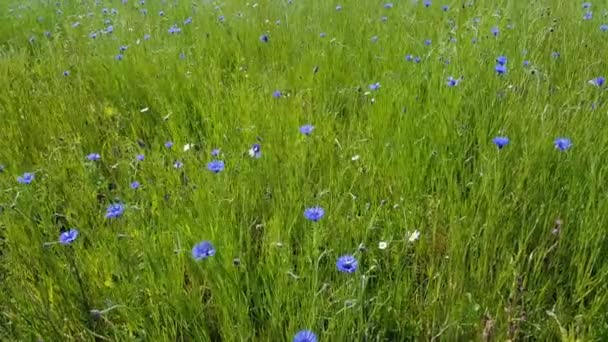 Cornflower Field Vento Ondulato — Video Stock