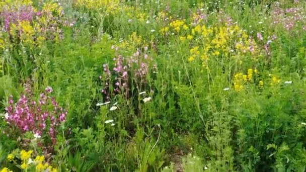 Vol Drone Flower Meadow — Video