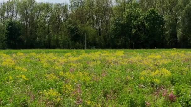 Fleur Prairie Dolly Zoom — Video