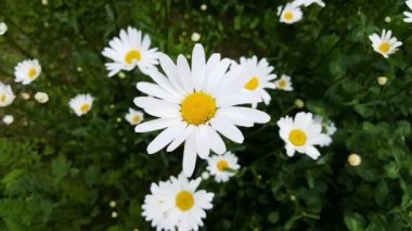 Çayırdaki papatyalar rüzgarda hareket ediyor.