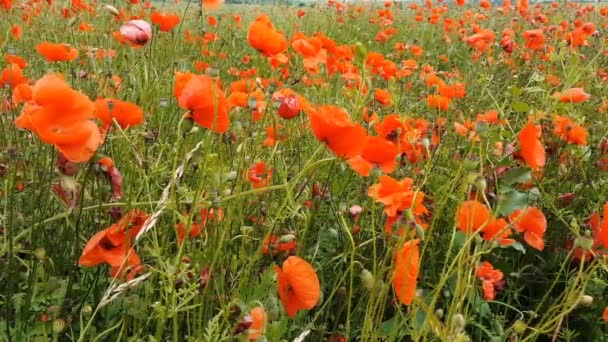 Mohn Bewegt Sich Wind — Stockvideo