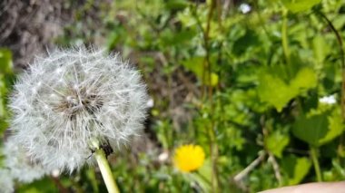 Karahindiba tohumlarını patlatın
