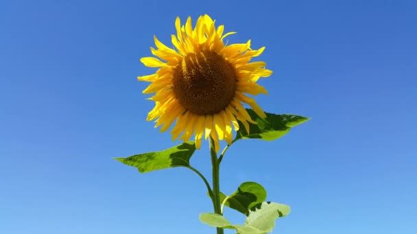 Los Girasoles Mueven Viento Contra Cielo Azul — Vídeos de Stock