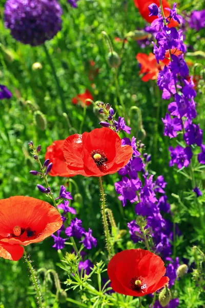 A beautiful colorful flower meadow with poppies — Stock Photo, Image