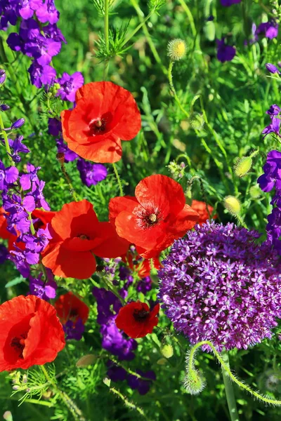 A beautiful colorful flower meadow with poppies — Stock Photo, Image