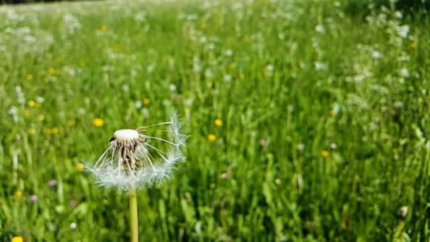 Soplar Semillas Diente León — Vídeos de Stock