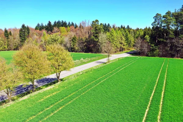 Une avenue mène à la forêt — Photo