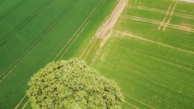  mavi gökyüzünde ayaklı ağaç