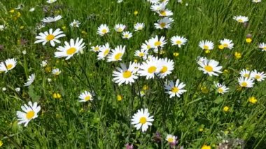 Çiçek çayır çiçekler rüzgar hareket ediyor