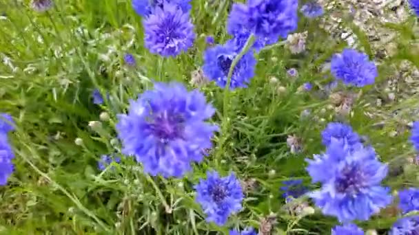 Flowers Flower Meadow Moving Wind — Stock Video