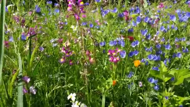 Flowers in the flower meadow are moving in the wind — Stock Footage Flowers Flower Meadow Moving Wind Stock Video