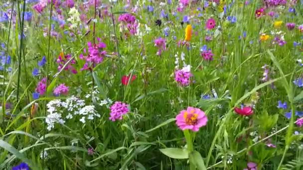 Les fleurs dans la prairie de fleurs bougent dans le vent 