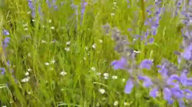 Çiçek çayır çiçekler rüzgar hareket ediyor