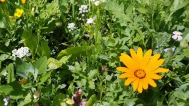 Çiçek çayır çiçekler rüzgar hareket ediyor