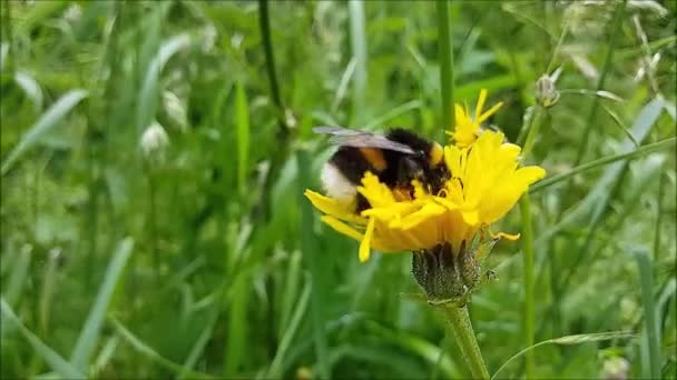 Blumen Auf Der Blumenwiese Bewegen Sich Wind — Stockvideo