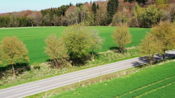 Eine Allee Führt Den Wald — Stockvideo