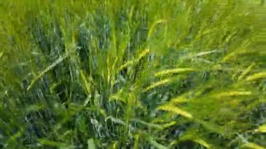 Arpa rüzgarda hareket ediyor