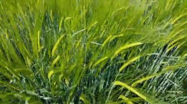 Arpa rüzgarda hareket ediyor