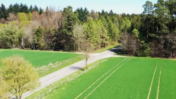 Eine Allee Führt Den Wald — Stockvideo