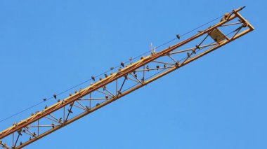 Kuşlar sarı bir vinç jib oturup tüyleri temiz