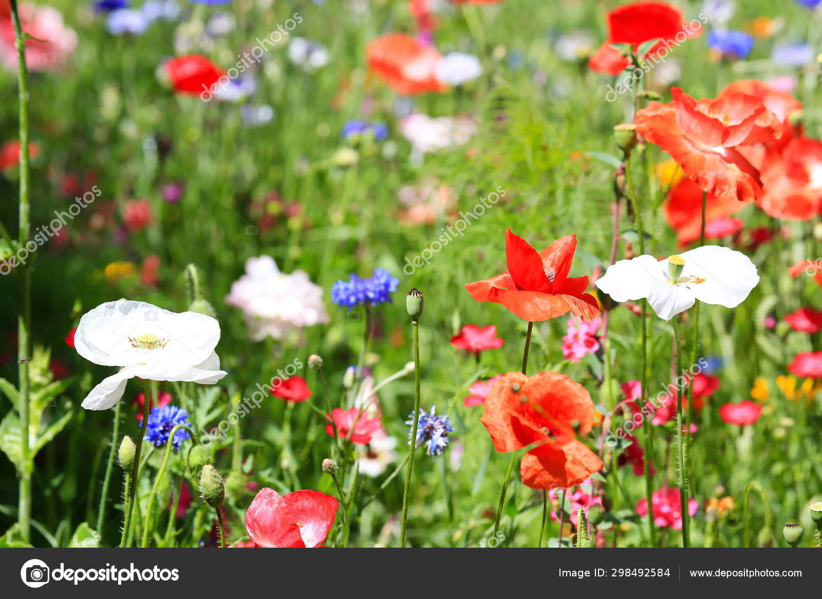 Schone Naturliche Bunte Blumenwiese Stockfotografie Lizenzfreie Fotos C Nexus Depositphotos