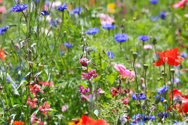 Güzel doğal renkli çiçek çayırı