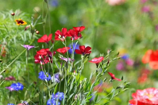 सुंदर नैसर्गिक रंगीत फूल मेडवो — स्टॉक फोटो, इमेज