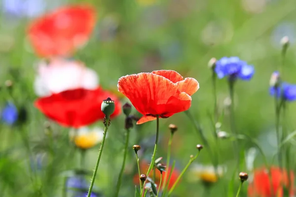 아름다운 천연색 꽃 초원 — 스톡 사진