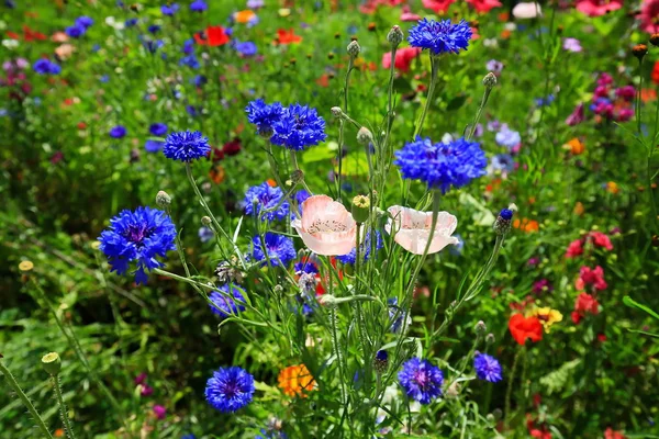 Hermoso prado de flores colorido natural — Foto de Stock