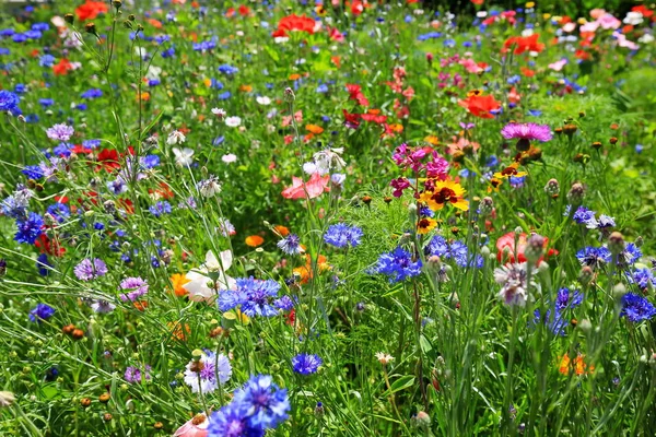 Beautiful natural colorful flower meadow — Stock Photo, Image