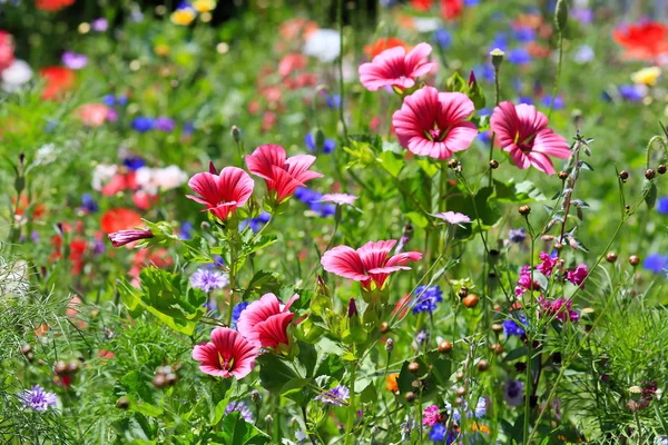Krásná přírodní barevné květinové louky — Stock fotografie