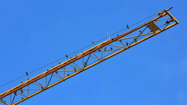 Птахи сидять на жовтому крані — стокове фото