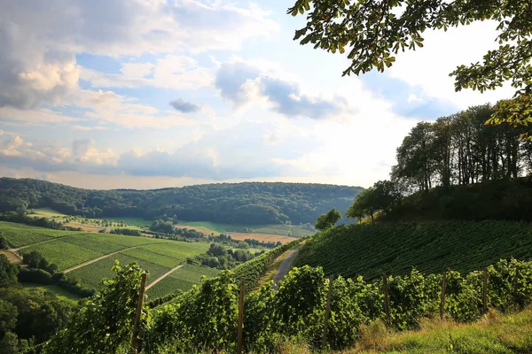Виноградники возле замка в Нижней Франконии — стоковое фото