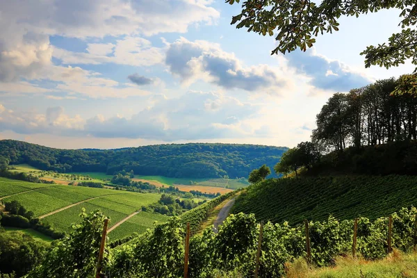 Wijngaarden in de buurt van Castell in Neder-Franken — Stockfoto