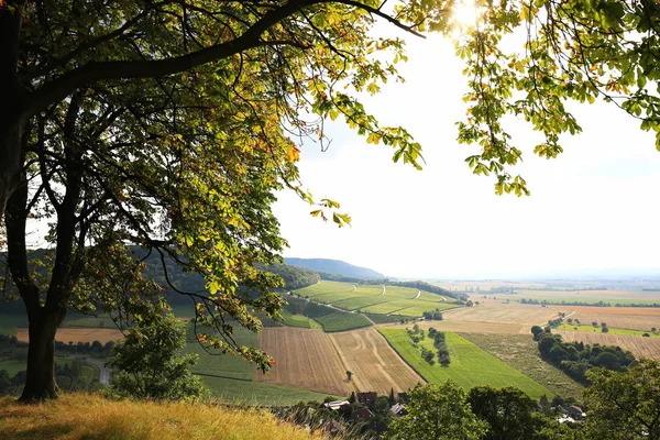 Wijngaarden in de buurt van Castell in Neder-Franken — Stockfoto