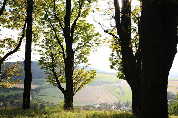 Виноградники біля Кастель в нижній Франконії — стокове фото