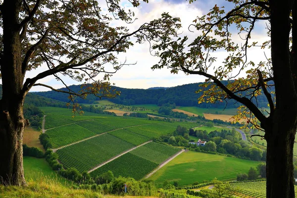 Vineyards near Castell in Lower Franconia — Stock Photo, Image